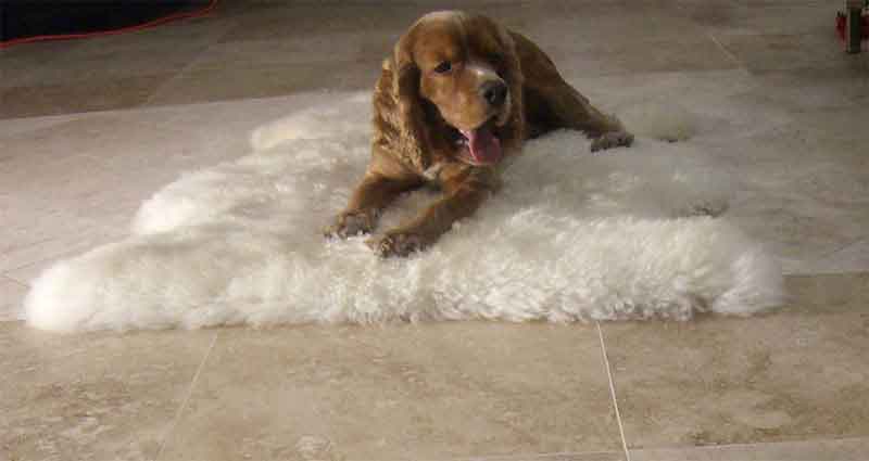 Pet Friendly Tile Floors